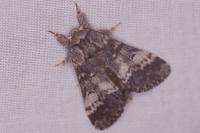 Drymonia ruficornis