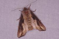 Egira conspicillaris