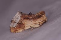 Ptilodon cucullina
