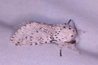 Cerura erminea