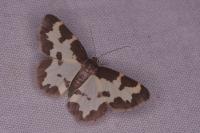 Lomaspilis marginata