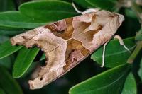 Phlogophora meticulosa