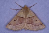 Crocallis elinguaria