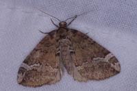 Perizoma lugdunaria