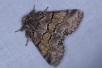 Gluphisia crenata