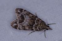 Eudonia mercurella