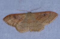 Idaea rubraria