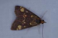 Pyrausta aurata