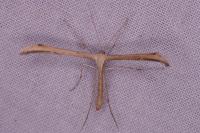 Emmelina monodactyla