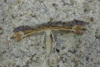Marasmarcha lunaedactyla