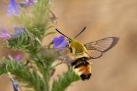 Hemaris tityus