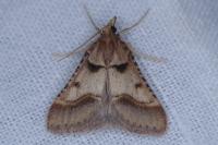 Stemmatophora brunnealis