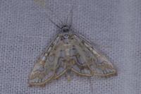 Elophila nymphaeata