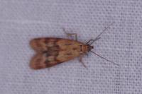 Homoeosoma sinuella