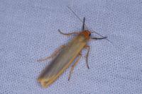 Manulea complana