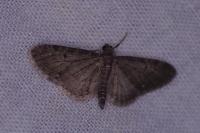 Eupithecia tripunctaria