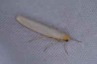 Eilema caniola