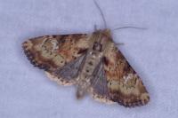 Apamea scolopacina