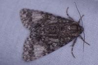 Acronicta megacephala