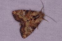 Apamea scolopacina