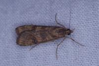 Nomophila noctuella