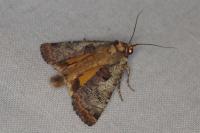 Epilecta linogrisea