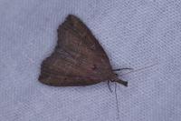 Hypena rostralis