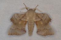Laothoe populi