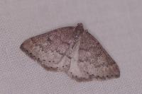 Aleucis distinctata
