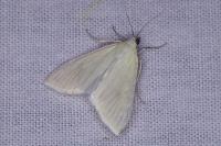 Sitochroa palealis