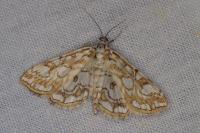 Elophila nymphaeata