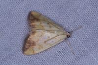 Evergestis extimalis