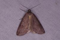 Pachycnemia hippocastanaria hippocastanaria