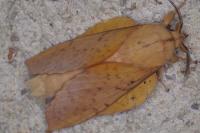 Gastropacha populifolia