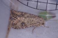 Anarta trifolii