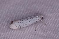 Yponomeuta evonymella