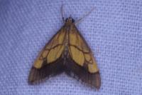 Evergestis limbata