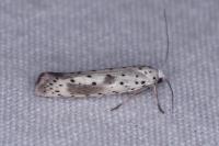 Yponomeuta irrorella