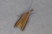 Pleurota aristella