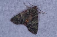 Polyphaenis sericata