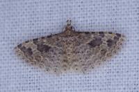 Alucita hexadactyla