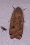 Noctua pronuba