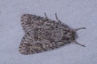 Acronicta aceris