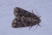 Acronicta rumicis