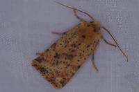 Conistra rubiginea