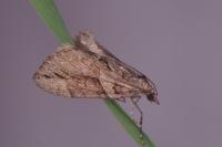 Thera cupressata