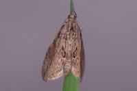 Thera cupressata