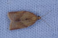 Clepsis consimilana