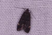Dichomeris alacella