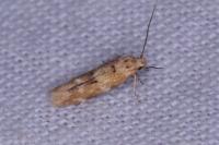 Mompha epilobiella